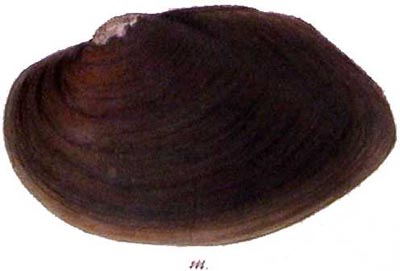 specimen image from publication