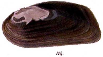 specimen image from publication