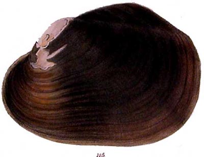 specimen image from publication