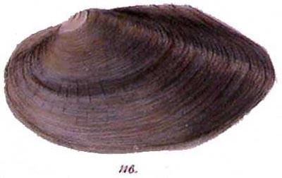 specimen image from publication