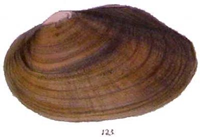 specimen image from publication