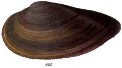 specimen image from publication