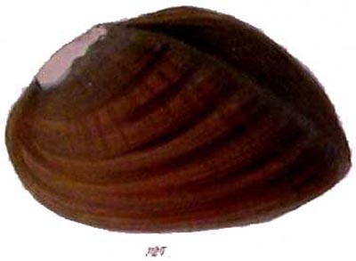 specimen image from publication