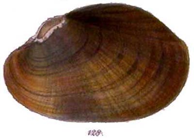 specimen image from publication