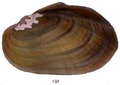specimen image from publication