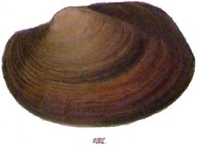 specimen image from publication