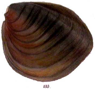 specimen image from publication