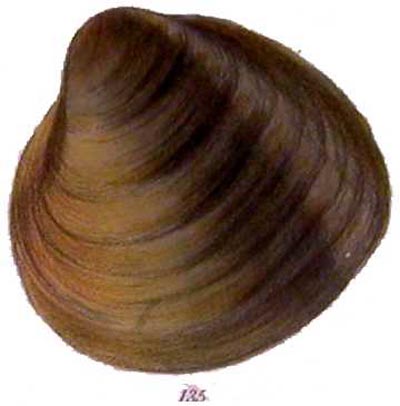 specimen image from publication