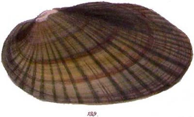 specimen image from publication