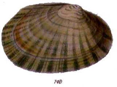 specimen image from publication