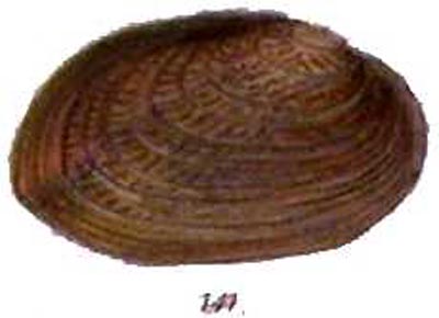 specimen image from publication