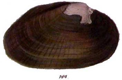 specimen image from publication