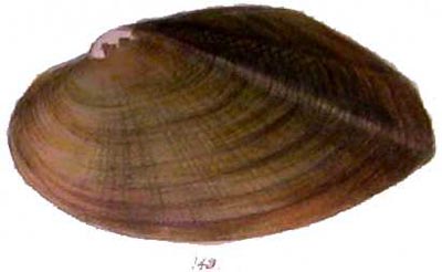 specimen image from publication