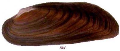 specimen image from publication