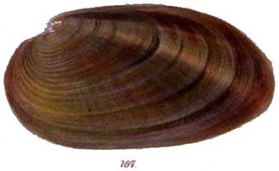 specimen image from publication