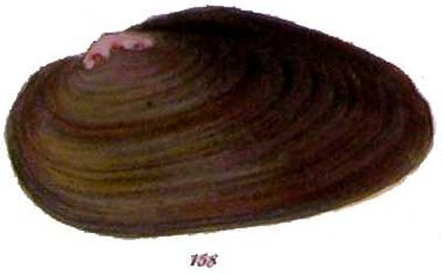 specimen image from publication