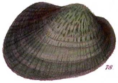 specimen image from publication