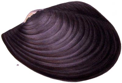 specimen image from publication