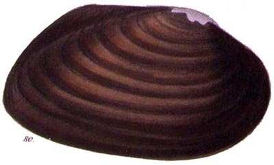 specimen image from publication