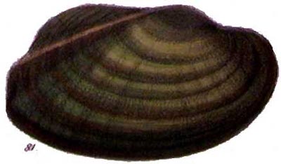 specimen image from publication