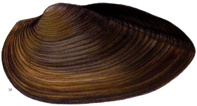 specimen image from publication