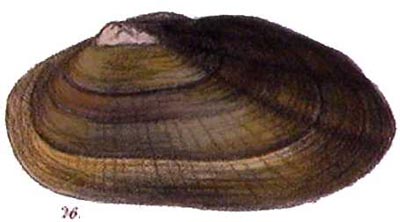 specimen image from publication