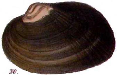 specimen image from publication