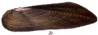 specimen image from publication