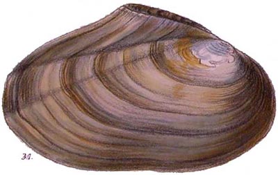 specimen image from publication