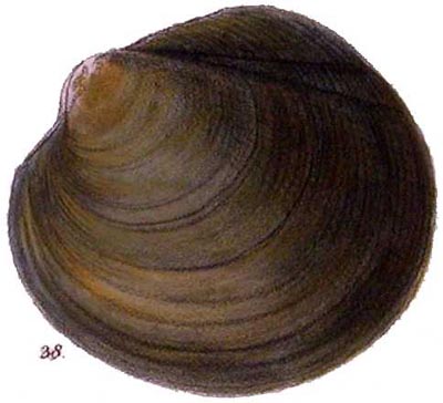 specimen image from publication