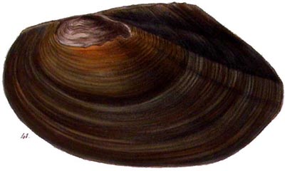 specimen image from publication