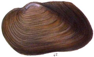 specimen image from publication