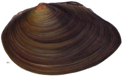 specimen image from publication