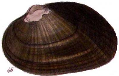 specimen image from publication