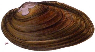 specimen image from publication