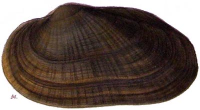 specimen image from publication