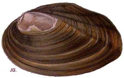 specimen image from publication