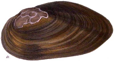 specimen image from publication