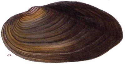 specimen image from publication