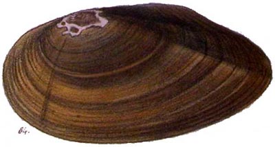 specimen image from publication