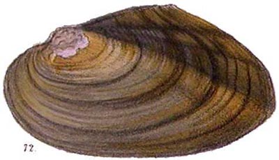 specimen image from publication