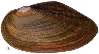 specimen image from publication