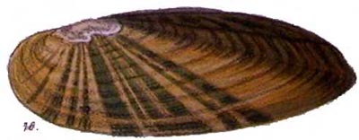 specimen image from publication