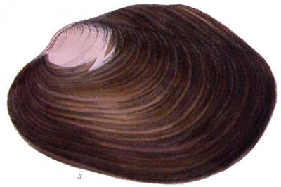 specimen image from publication