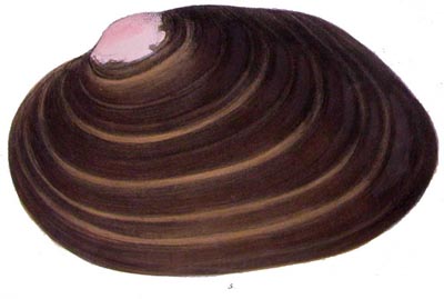 specimen image from publication
