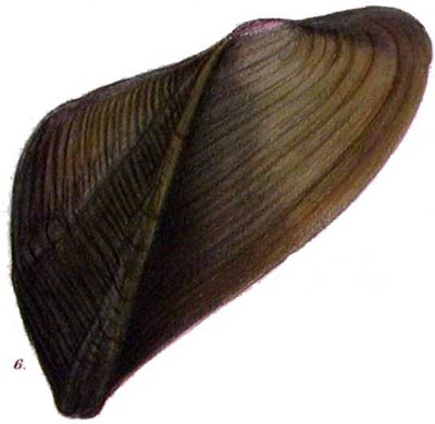 specimen image from publication