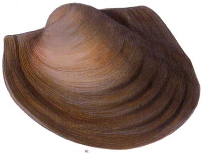 specimen image from publication