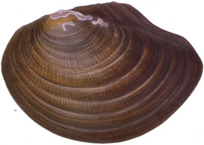 specimen image from publication