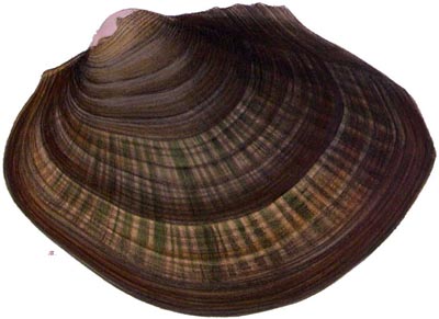 specimen image from publication