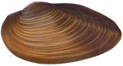 specimen image from publication